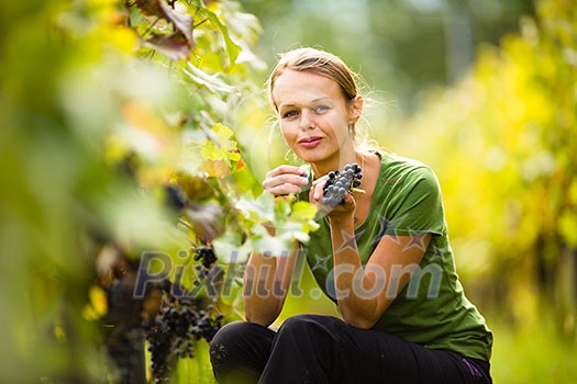 Beautiful woman in vineyard picking grape Beautiful woman in vineyard picking grape