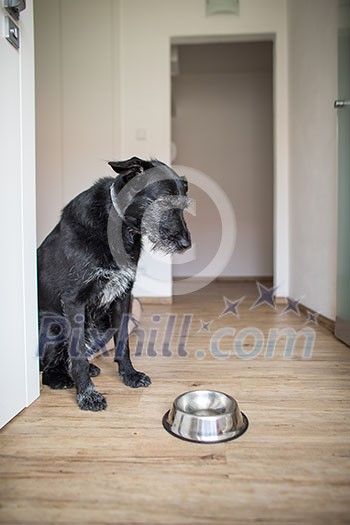 Hungry dog staring sadly at his empty bowl Hungry dog staring sadly at his empty bowl