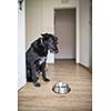 Hungry dog staring sadly at his empty bowl