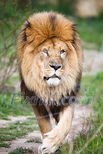 Macestic lion walking Macestic lion walking