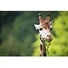 Giraffe (Giraffa camelopardalis)