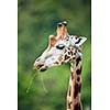 Giraffe (Giraffa camelopardalis)