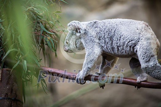 Koala on a tree with bush green background Koala on a tree with bush green background
