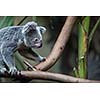 Koala on a tree with bush green background