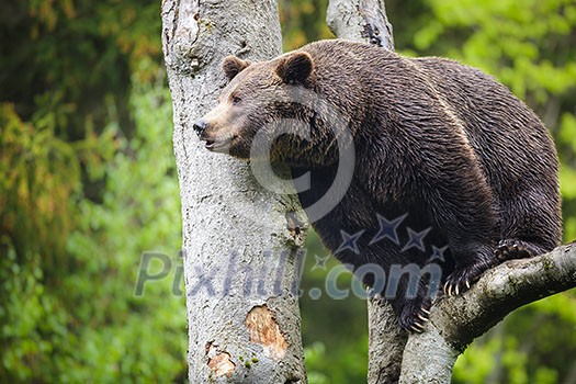 Brown bear (Ursus arctos) Brown bear (Ursus arctos)