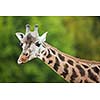 Giraffe (Giraffa camelopardalis)