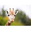 Giraffe (Giraffa camelopardalis)