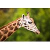 Giraffe (Giraffa camelopardalis)