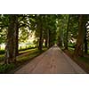 road with trees on fresh summer morning in beautiful  alley