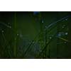 Grass. Fresh green grass with dew drops closeup. Sun. Soft Focus. Abstract Nature Background