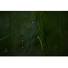 Grass. Fresh green grass with dew drops closeup. Sun. Soft Focus. Abstract Nature Background