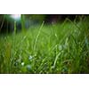 Grass. Fresh green grass with dew drops closeup. Sun. Soft Focus. Abstract Nature Background