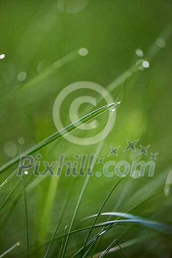 Grass. Fresh green grass with dew drops closeup. Sun. Soft Focus. Abstract Nature Background Grass. Fresh green grass with dew drops closeup. Sun. Soft Focus. Abstract Nature Background