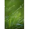 Grass. Fresh green grass with dew drops closeup. Sun. Soft Focus. Abstract Nature Background
