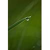 Grass. Fresh green grass with dew drops closeup. Sun. Soft Focus. Abstract Nature Background