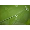 Grass. Fresh green grass with dew drops closeup. Sun. Soft Focus. Abstract Nature Background
