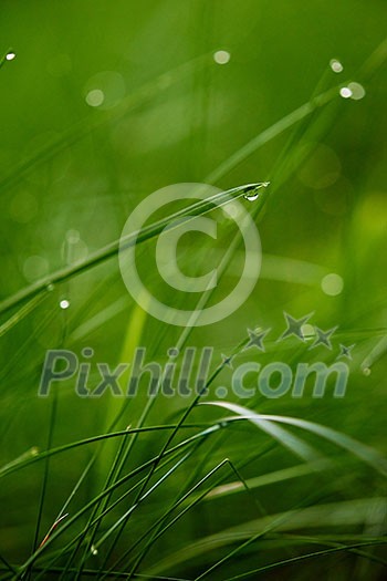 Grass. Fresh green grass with dew drops closeup. Sun. Soft Focus. Abstract Nature Background Grass. Fresh green grass with dew drops closeup. Sun. Soft Focus. Abstract Nature Background