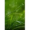 Grass. Fresh green grass with dew drops closeup. Sun. Soft Focus. Abstract Nature Background