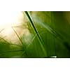 Grass. Fresh green grass with dew drops closeup. Sun. Soft Focus. Abstract Nature Background