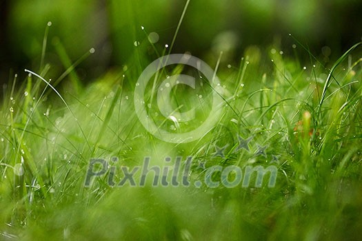 Grass. Fresh green grass with dew drops closeup. Sun. Soft Focus. Abstract Nature Background Grass. Fresh green grass with dew drops closeup. Sun. Soft Focus. Abstract Nature Background