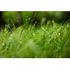 Grass. Fresh green grass with dew drops closeup. Sun. Soft Focus. Abstract Nature Background
