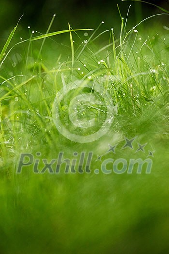 Grass. Fresh green grass with dew drops closeup. Sun. Soft Focus. Abstract Nature Background Grass. Fresh green grass with dew drops closeup. Sun. Soft Focus. Abstract Nature Background