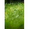 Grass. Fresh green grass with dew drops closeup. Sun. Soft Focus. Abstract Nature Background