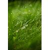 Grass. Fresh green grass with dew drops closeup. Sun. Soft Focus. Abstract Nature Background