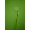 Grass. Fresh green grass with dew drops closeup. Sun. Soft Focus. Abstract Nature Background