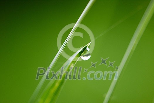 Grass. Fresh green grass with dew drops closeup. Sun. Soft Focus. Abstract Nature Background Grass. Fresh green grass with dew drops closeup. Sun. Soft Focus. Abstract Nature Background
