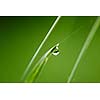 Grass. Fresh green grass with dew drops closeup. Sun. Soft Focus. Abstract Nature Background