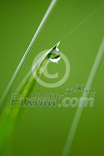 Grass. Fresh green grass with dew drops closeup. Sun. Soft Focus. Abstract Nature Background Grass. Fresh green grass with dew drops closeup. Sun. Soft Focus. Abstract Nature Background
