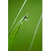 Grass. Fresh green grass with dew drops closeup. Sun. Soft Focus. Abstract Nature Background