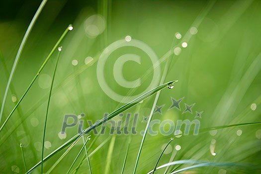 Grass. Fresh green grass with dew drops closeup. Sun. Soft Focus. Abstract Nature Background Grass. Fresh green grass with dew drops closeup. Sun. Soft Focus. Abstract Nature Background