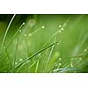Grass. Fresh green grass with dew drops closeup. Sun. Soft Focus. Abstract Nature Background