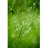 Grass. Fresh green grass with dew drops closeup. Sun. Soft Focus. Abstract Nature Background
