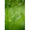 Grass. Fresh green grass with dew drops closeup. Sun. Soft Focus. Abstract Nature Background