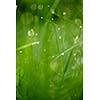 Grass. Fresh green grass with dew drops closeup. Sun. Soft Focus. Abstract Nature Background
