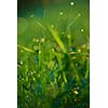 Grass. Fresh green grass with dew drops closeup. Sun. Soft Focus. Abstract Nature Background