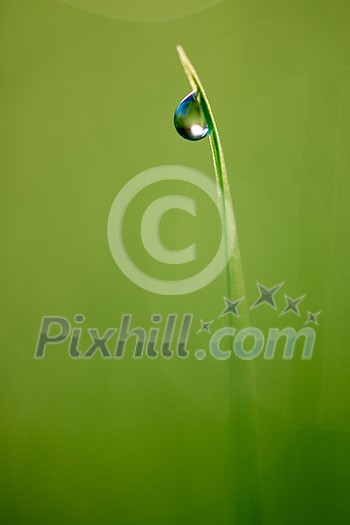 Grass. Fresh green grass with dew drops closeup. Sun. Soft Focus. Abstract Nature Background Grass. Fresh green grass with dew drops closeup. Sun. Soft Focus. Abstract Nature Background