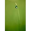 Grass. Fresh green grass with dew drops closeup. Sun. Soft Focus. Abstract Nature Background
