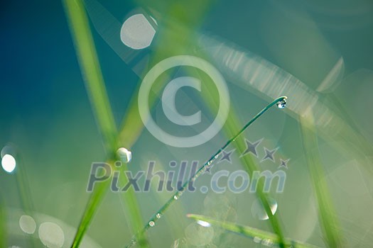 Grass. Fresh green grass with dew drops closeup. Sun. Soft Focus. Abstract Nature Background Grass. Fresh green grass with dew drops closeup. Sun. Soft Focus. Abstract Nature Background