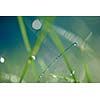 Grass. Fresh green grass with dew drops closeup. Sun. Soft Focus. Abstract Nature Background