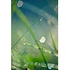 Grass. Fresh green grass with dew drops closeup. Sun. Soft Focus. Abstract Nature Background