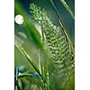 Grass. Fresh green grass with dew drops closeup. Sun. Soft Focus. Abstract Nature Background