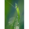 Grass. Fresh green grass with dew drops closeup. Sun. Soft Focus. Abstract Nature Background