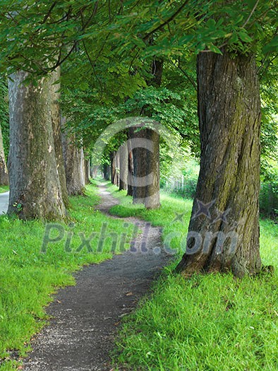 road with trees on fresh summer morning in beautiful alley road with trees on fresh summer morning in beautiful alley