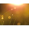 Grass. Fresh green grass with dew drops closeup. Sun. Soft Focus. Abstract Nature Background
