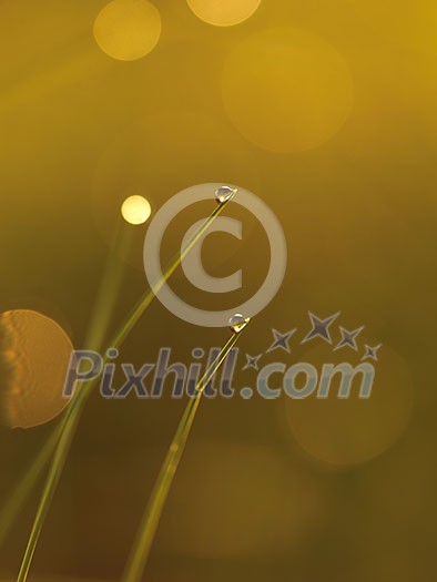 Grass. Fresh green grass with dew drops closeup. Sun. Soft Focus. Abstract Nature Background Grass. Fresh green grass with dew drops closeup. Sun. Soft Focus. Abstract Nature Background