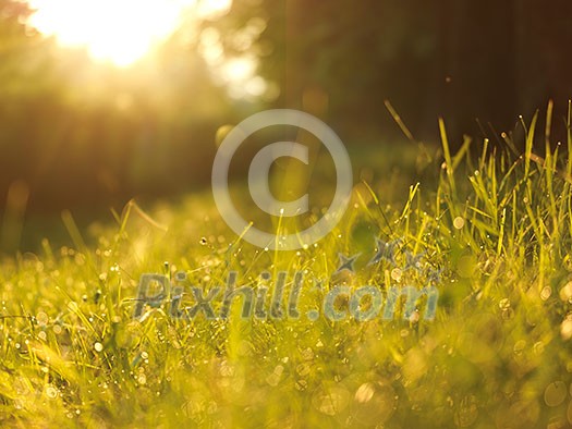 Grass. Fresh green grass with dew drops closeup. Sun. Soft Focus. Abstract Nature Background Grass. Fresh green grass with dew drops closeup. Sun. Soft Focus. Abstract Nature Background